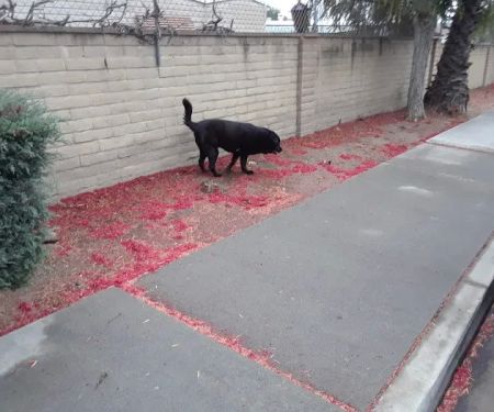 Greenbrier Gardens Mobile