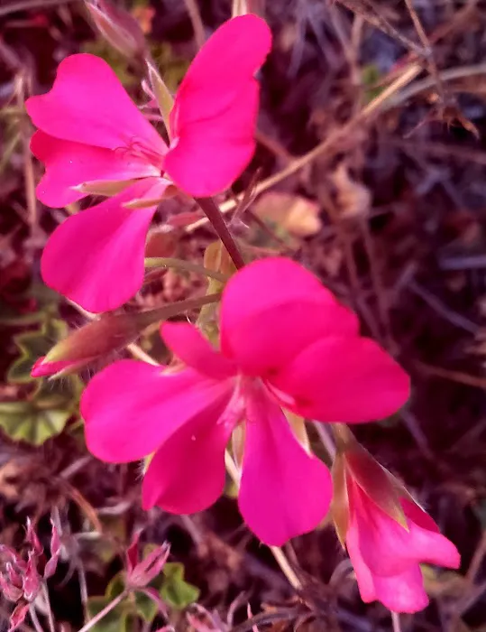 Linda Vista Village Picture 1