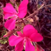 Linda Vista Village ico