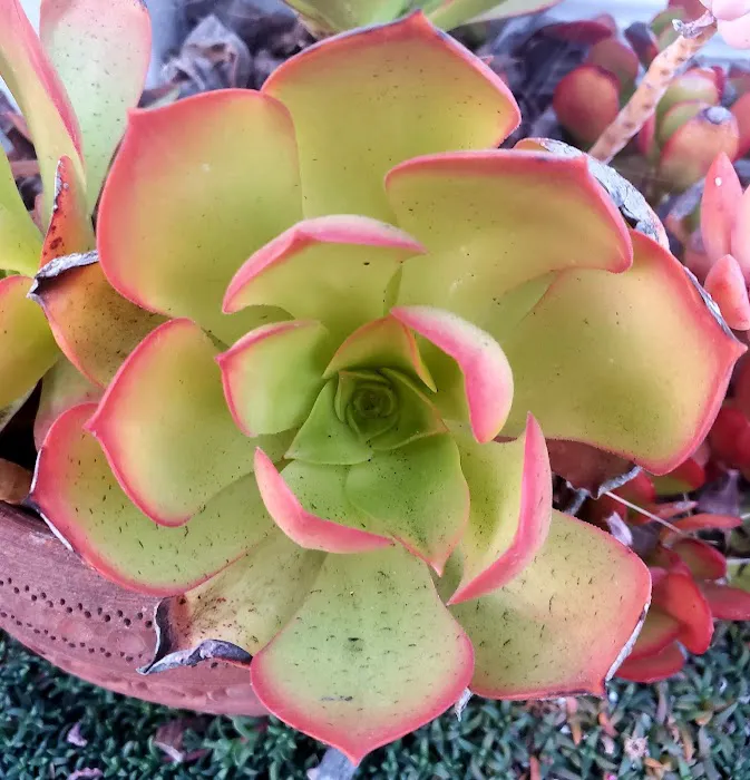 Linda Vista Village Picture 8