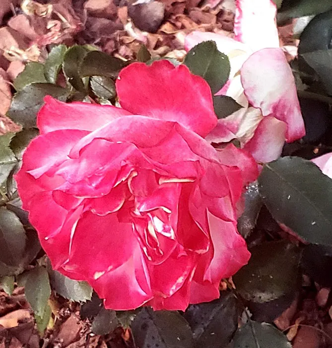 Linda Vista Village Picture 9