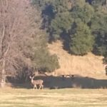 Blu Dude Mobile Home Park