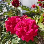 Orange Grove Mobile Home Park