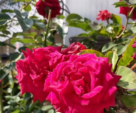 Orange Grove Mobile Home Park