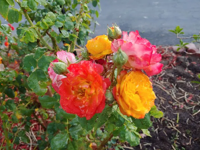 Sunburst Mobile Home Estates Picture 3