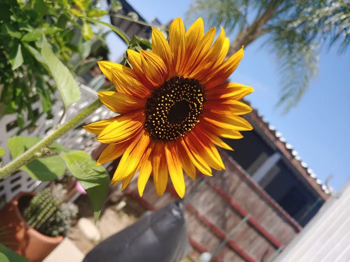 Sunburst Mobile Home Estates Picture 2