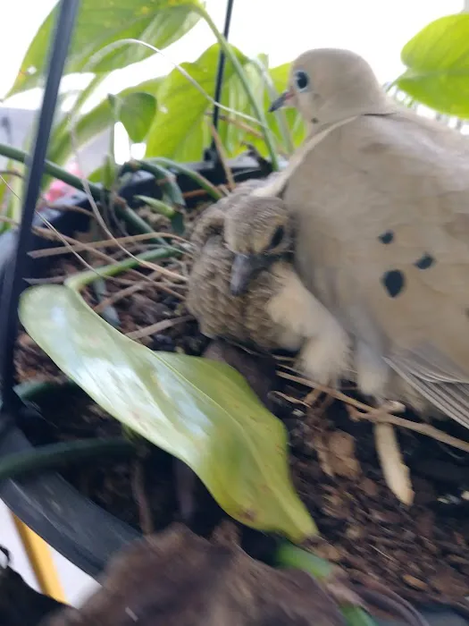 Rancho Mesa Picture 4