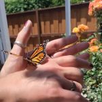 Tradewinds Mobilehome Park