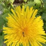 Miracle Acres Assoc.