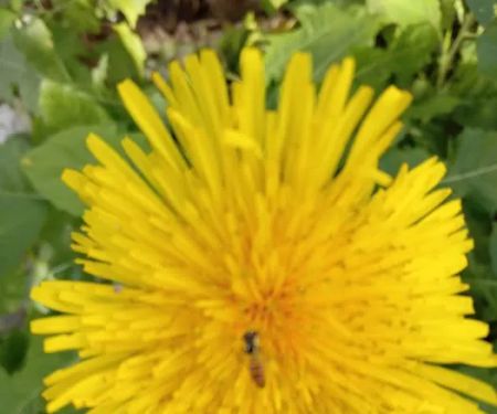 Miracle Acres Assoc.