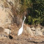 Pana-Rama Mobile Home Estates