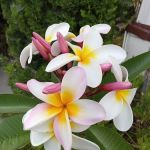 Terrace View Mobile Homes Ests