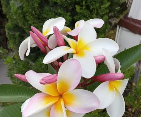 Terrace View Mobile Homes Ests