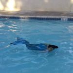 Los Coches Mobile Home Estates