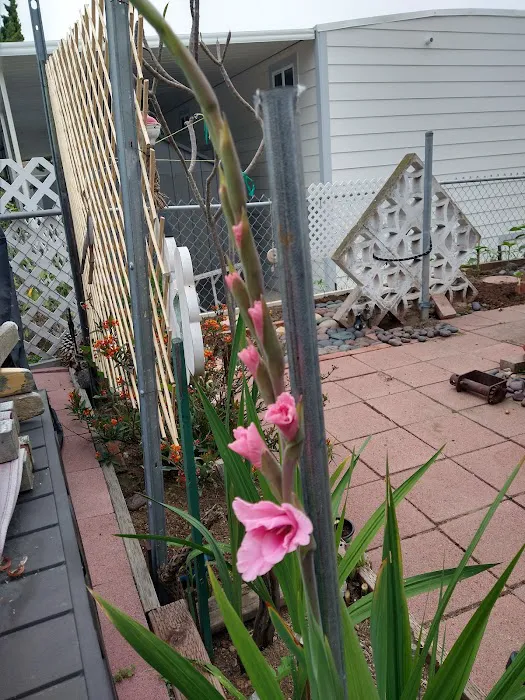 Bonita Paradise Mobile Home Pk Picture 3