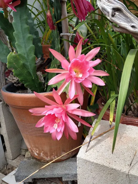 Bonita Paradise Mobile Home Pk Picture 8