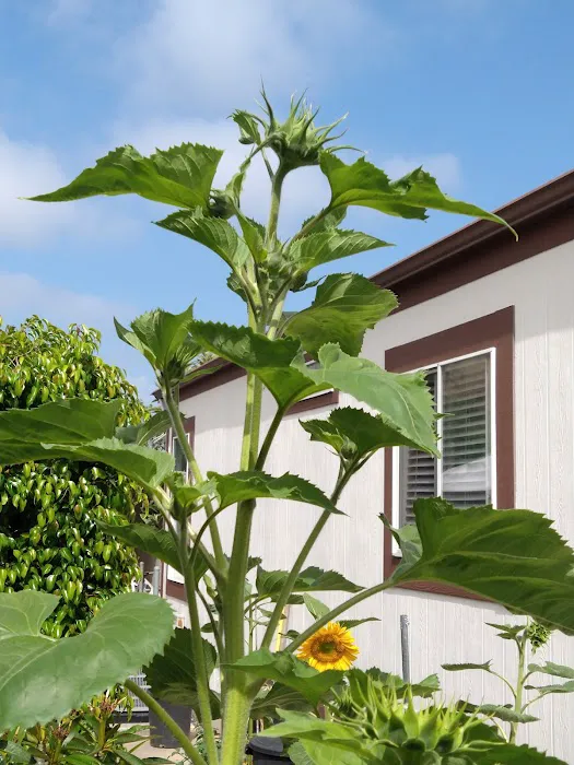 Bonita Paradise Mobile Home Pk Picture 1