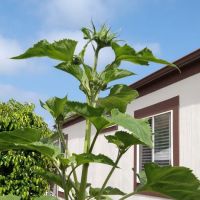 Bonita Paradise Mobile Home Pk ico