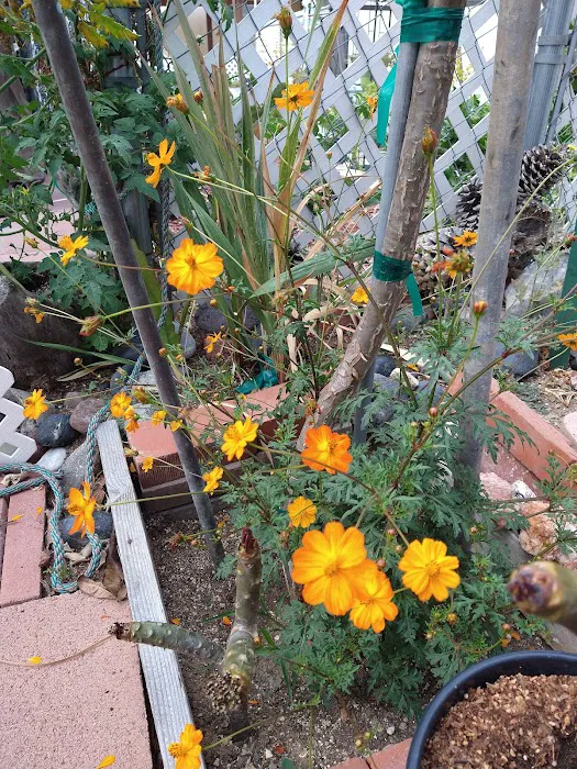 Bonita Paradise Mobile Home Pk Picture 10