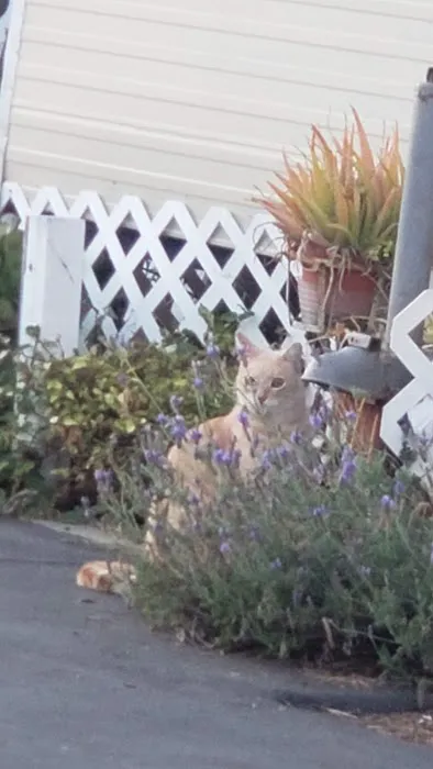 Fogerty Brothers Trailer Park Picture 1