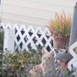 Fogerty Brothers Trailer Park