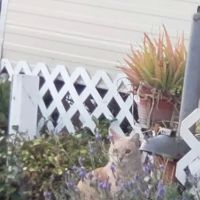 Fogerty Brothers Trailer Park ico