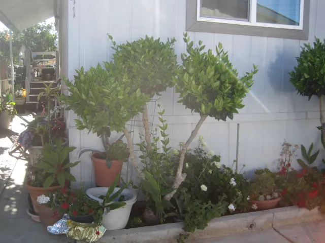 Silver Wheel Mobilehome Park Picture 2
