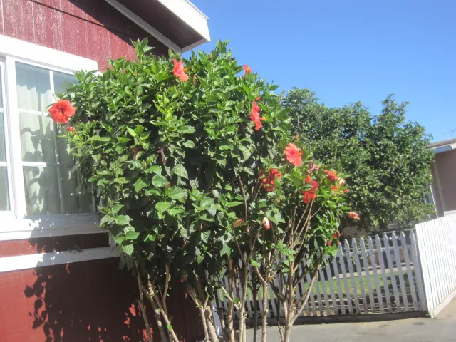 Silver Wheel Mobilehome Park Picture 4