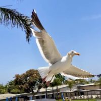 Ocean-Aire Mobile Home Estates ico