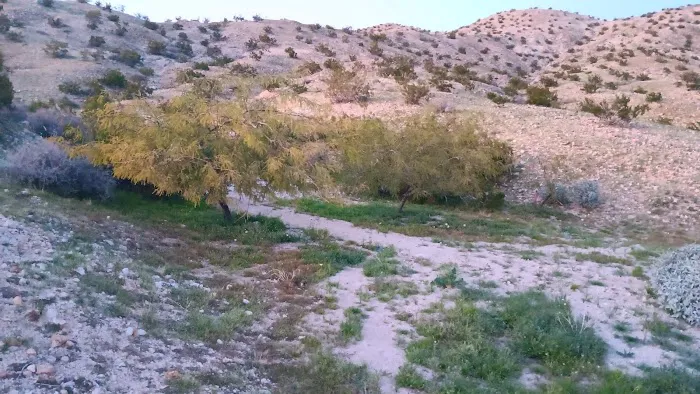 Joshua Springs Mobile Home Park Picture 8