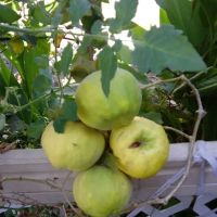 El Capitan Mobile Home Park ico