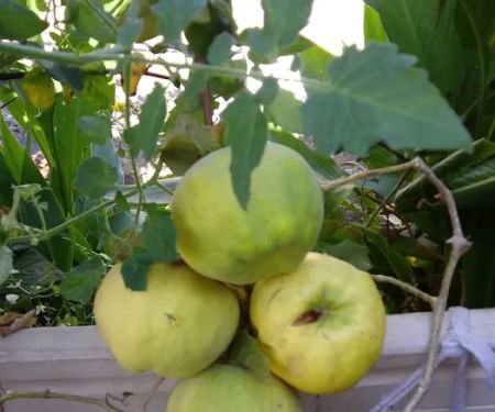 El Capitan Mobile Home Park