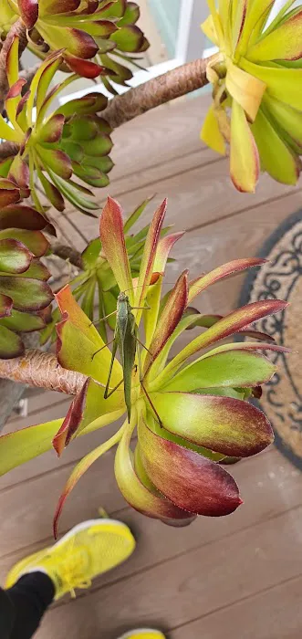 Mountain View Mobile Lodge Picture 3