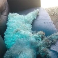 Georgeanna Mobile Home Park ico