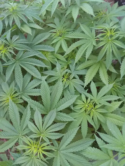 Georgeanna Mobile Home Park Picture 2