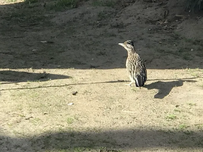 Thousand Trails Palm Springs Picture 3