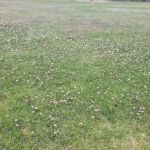 La Palma Mobile Estates