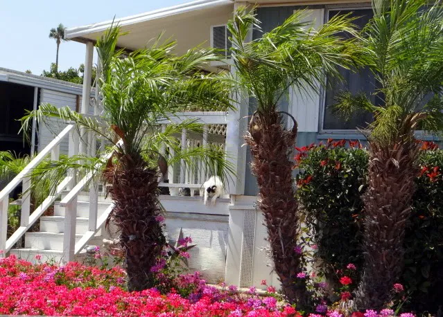 Santa Paula West Mobile Home Park Picture 6