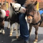 Las Encinas Mobilehome Park