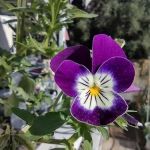 Arroyo Mobile Home Park