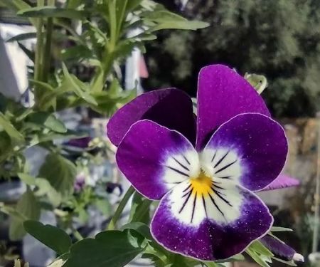 Arroyo Mobile Home Park