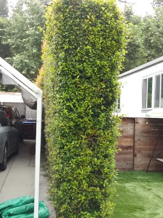 Ojai Oaks Village Picture 9