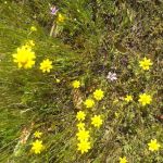 Golden Oaks Mobile Estates