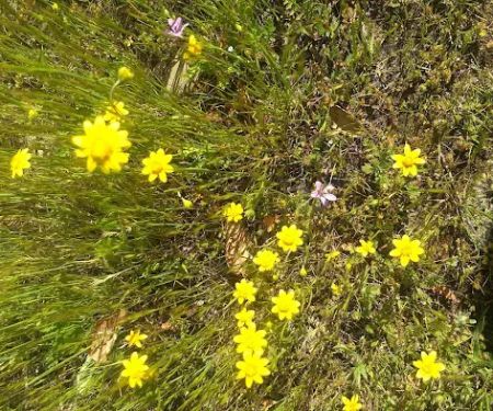 Golden Oaks Mobile Estates