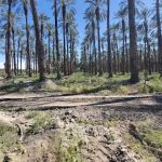 Sunbird Mobile Home Park