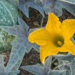 Stagecoach Trails Campground & RV Park