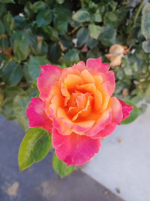Rancho Ramona Mobile Home Park Picture 6