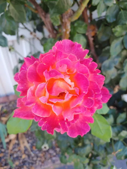 Rancho Ramona Mobile Home Park Picture 3