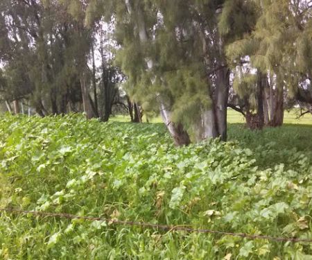 Rancho Ramona Mobile Home Park