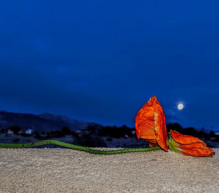 Leapin' Lizard RV Ranch Picture 9